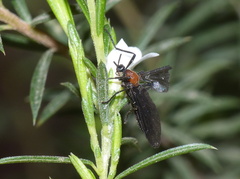 Plecia ruficollis