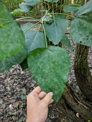 Populus heterophylla