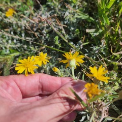 Heterotheca canescens