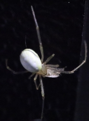 Enoplognatha ovata