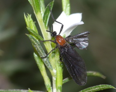 Plecia ruficollis
