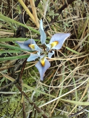 Moraea ciliata