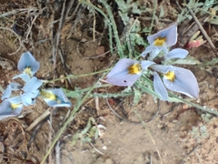 Moraea ciliata