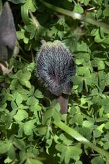 Aristolochia cretica