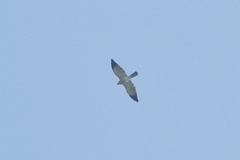 Accipiter soloensis