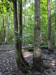 Populus heterophylla