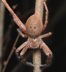 Neosparassus calligaster