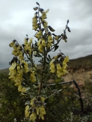Wiborgiella