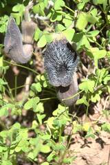 Aristolochia cretica