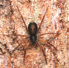 Cycloctenidae