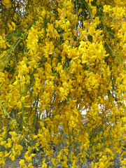 Genista aetnensis