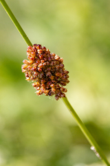 Juncus effusus conglomeratus