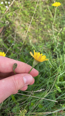 Scorzoneroides autumnalis