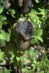 Aristolochia cretica