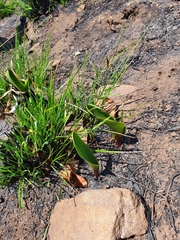 Eriospermum cooperi natalense