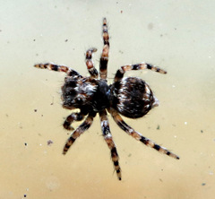 Salticidae