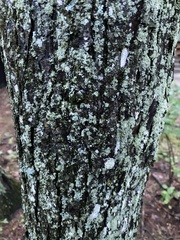 Lecanora thysanophora