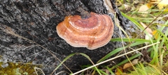 Fomitopsis pinicola