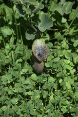 Aristolochia cretica