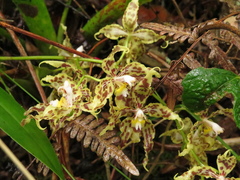 Oncidium gloriosum