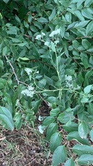 Eupatorium serotinum