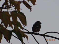 Phoenicurus auroreus