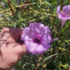 Ipomoea leptophylla