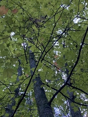 Lecanora thysanophora