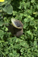 Aristolochia cretica