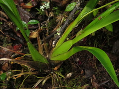 Oncidium gloriosum