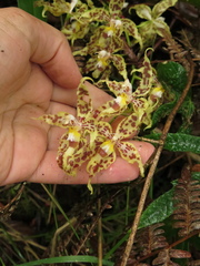 Oncidium gloriosum