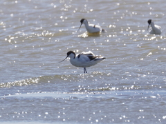 Recurvirostra avosetta