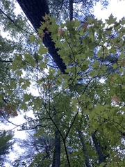 Lecanora thysanophora