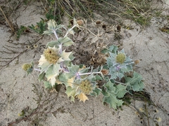 Eryngium maritimum