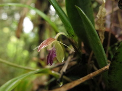 Pleurothallis talpinaria