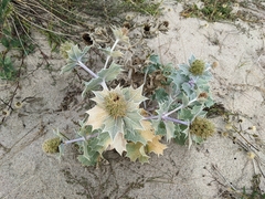 Eryngium maritimum