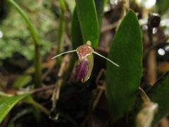 Pleurothallis talpinaria