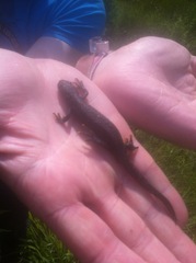 Triturus cristatus