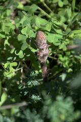 Orobanche pubescens