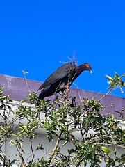 Patagioenas squamosa