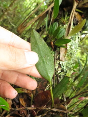 Pleurothallis talpinaria