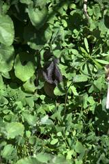 Aristolochia cretica