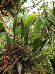 Pleurothallis talpinaria
