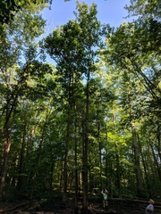 Populus heterophylla