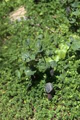 Aristolochia cretica