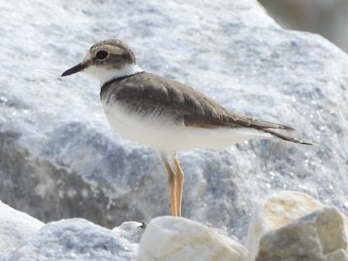 Long-billed Plover (Thinornis placidus), photo 9