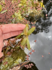 Potamogeton tricarinatus