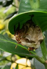 Polistes japonicus