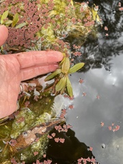 Potamogeton tricarinatus
