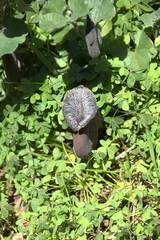 Aristolochia cretica